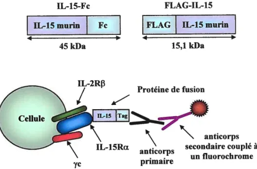 Figure 5: Utilisation d’une protéine de fusion de l’IL-15 afin de détecter l’expression de la chaîne alpha du récepteur de 1’IL-15 par cytofluorométrie
