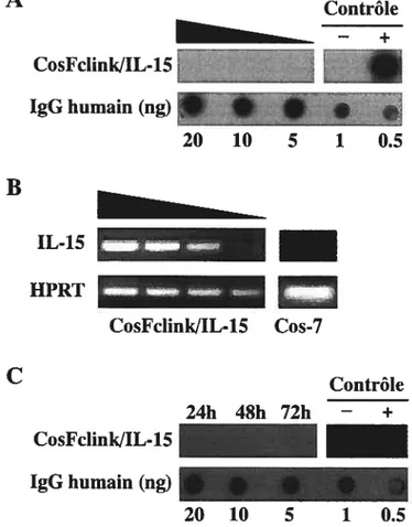 figure 6: Production de l’IL-15-Fc. (A) Production de la protéine de fusion avec CosFclinkJIL-15