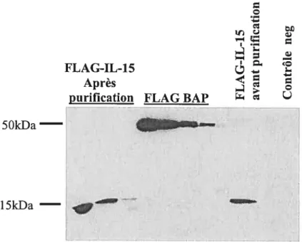 Figure 7: Production de la protéine de fusion FLAG-IL-15. Des bactéries BL21 ont été transformées avec le plasmide pFLAG MAC/IL- 15 (FLAG-IL- 15, 1 5kDa) ou pFLAG MAC (contrôle négatif) puis misent en culture à 37°C dans du milieu Super Broth supplémenté
