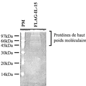 figure 8 Pureté de la protéine de fusion FLAG-IL-15. Des bactéries BL21 ont été transformées avec le plasmide pFLAG MAC/IL-15 (fLAG-IL-15, l5kDa) puis misent en culture à 37°C dans du milieu Super Broth supplémenté avec 0,4% glucose et 5Oug/mL ampicilline 