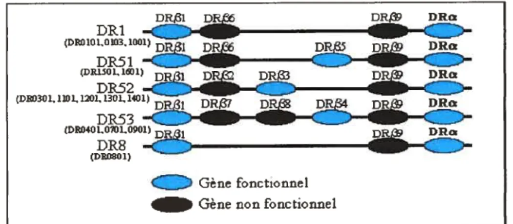 Figure 2. Schéma représentant le polymorphisme de la région H LA-OR.