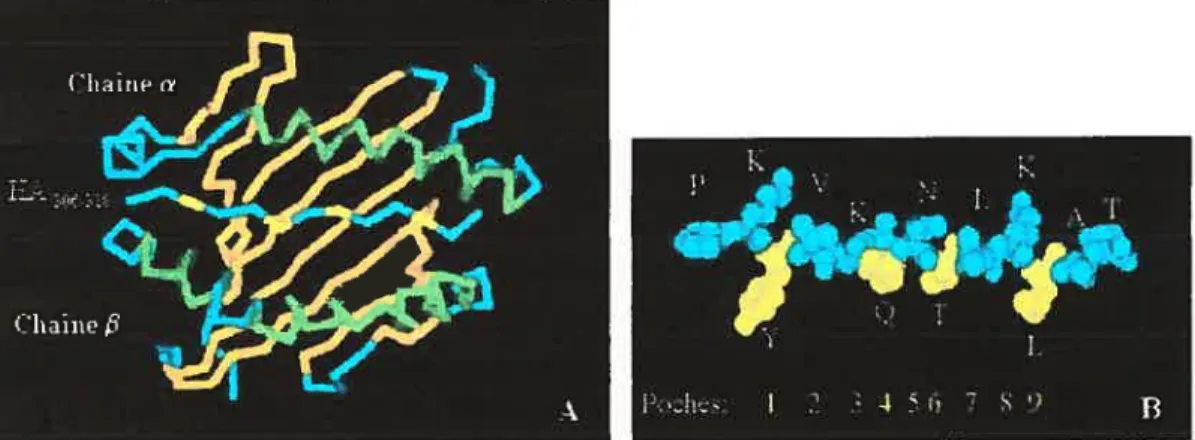 Figure 4: Sites de liaison du peptide HA306318 à la molécule HLA-DRI. Vue de dessus, on retrouve en A les hélices Œ du CMH représentées en