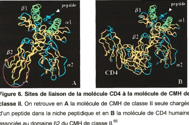Figure 6. Sites de liaison de la molécule CD4 à la molécule de CMH de