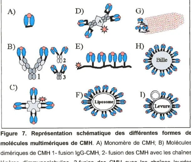Figure 7. Représentation schématique des différentes formes de molécules multimériques de CMH