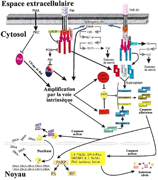 Figure 2: Voie extrinsèque de I’apoptose (adapté de Lawen, 2003)