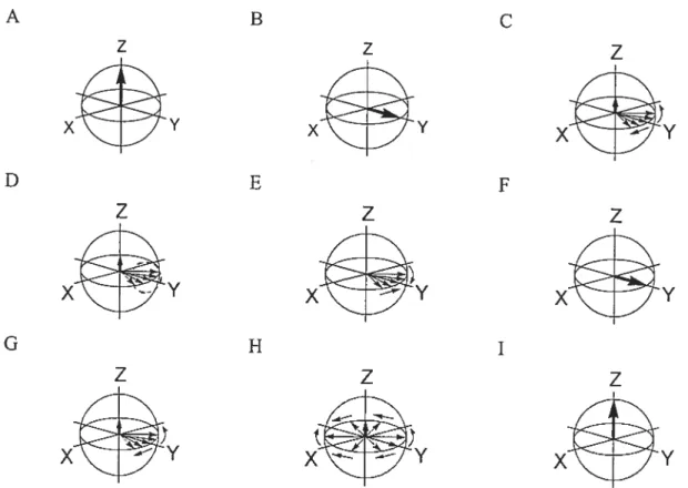 Figure 14. Écho de spins et comportement de la magnétisation. A, avant chaque impulsion,