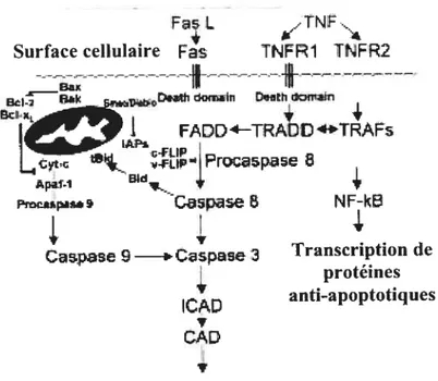 Figure 2 : Représentation des deux principales voies apoptotiques. La voie extrinsèque est médiée par les membres de la superfamille des TNfR, tels que le récepteur Fas et TNFRY et TNFR2, et leurs ligands respectifs