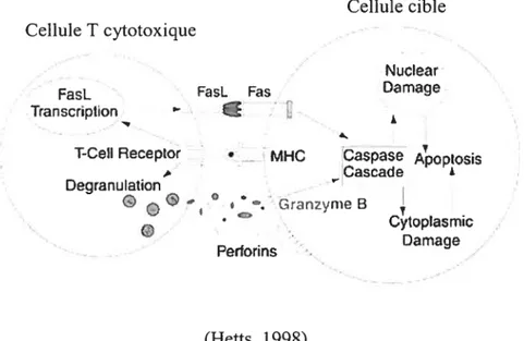 Figure 3 : Représentation de la mort cellulaire induite par les cellules T cytotoxiques