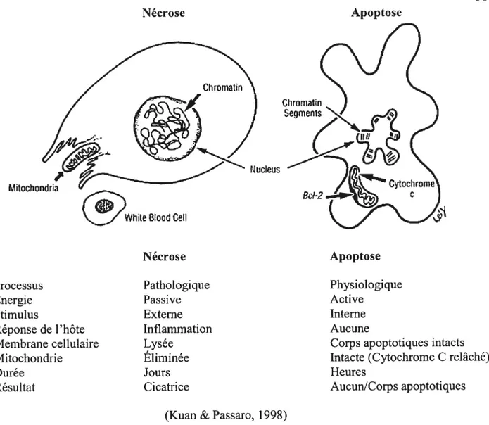 Figure 4 Différences entre la nécrose et l’apoptose