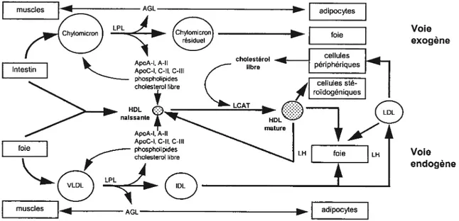 Figure 1. Métabolisme des lipoprotéines. Vue générale du métabolisme des lipoprotéines