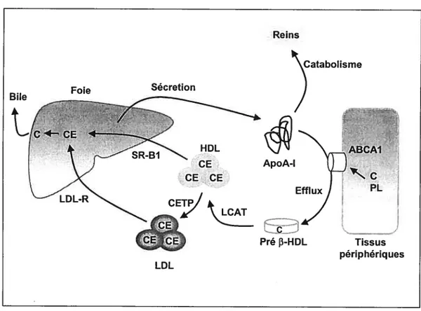Figure 5. Modèle de transport inverse du cholestérol contrôlé par le transporteur ABCAJ