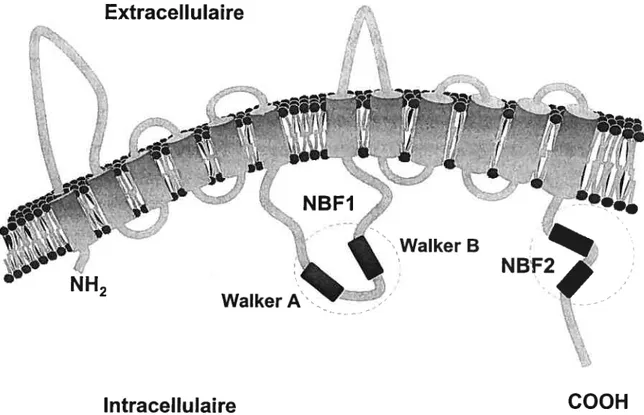 Figure 6: Représentation schématique du transporteur ABCAI. L’ABCAl est constitué de 12 domaines transmembranaires et de 2 domaines cytoplasmiques NEF (Nucleotid binding fold)