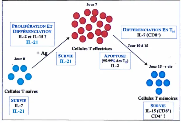 figure 6. Rôle de 1 ‘IL-21 dans la réponse des cellules T.