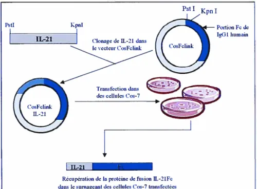 figure 5. Schéma représentant la production de la protéine de fusion IL-2]Fc. L ‘IL-21(digérée fstI et KpnI) a été clonée dans te vecteur CosfcLink (digéré PstI et KpnI]