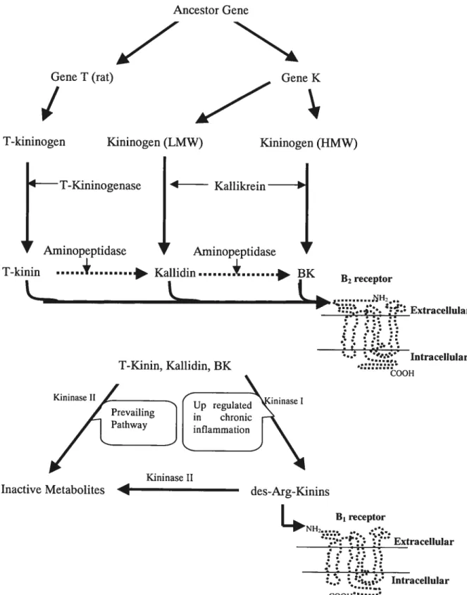 FIGURE 3. Kinin formation and inactivation. Ail the components of the kallikrein-kinin system