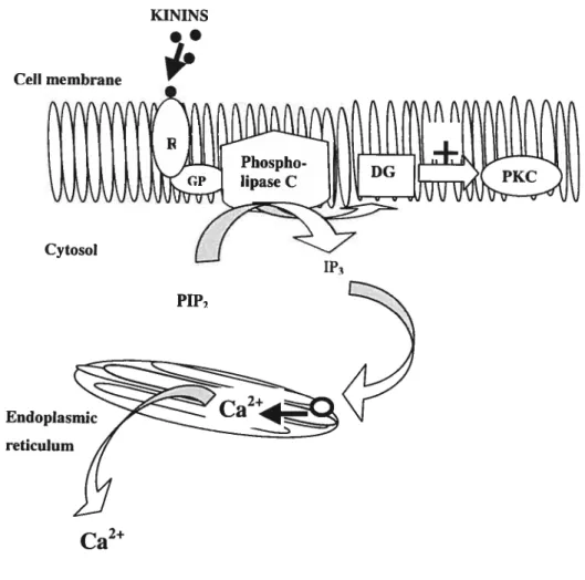 FIGURE 8. The phosphatidylinositol pathway. R, kinin receptors; GP, G-protein; PIP2,