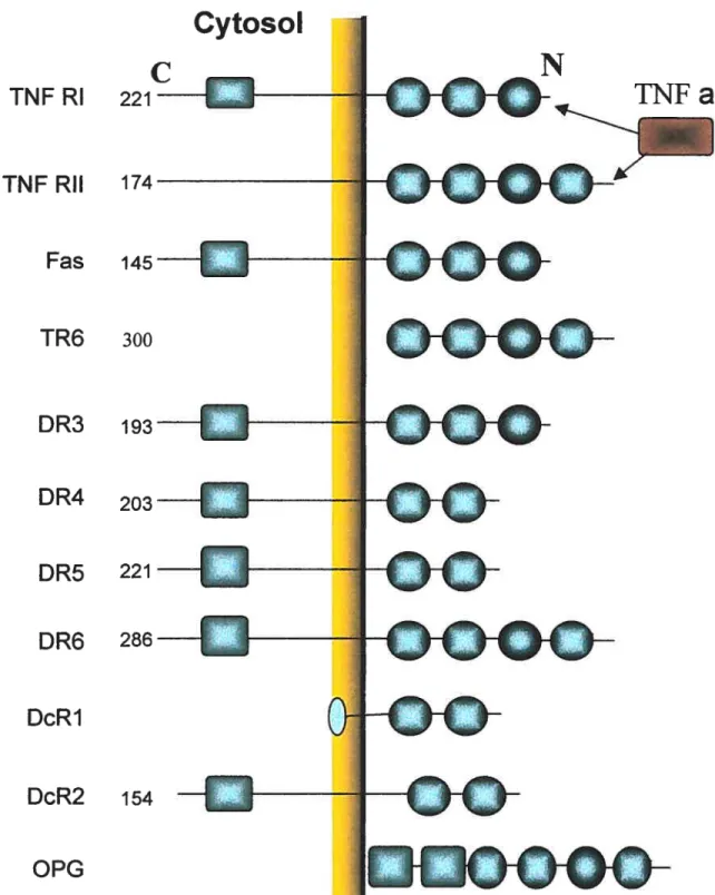 figure 1. Structural features of TNF receptors. There are two structural domains for