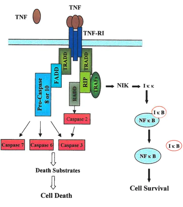 figure 2. Signaling pathways ofTNF and TNF-RI