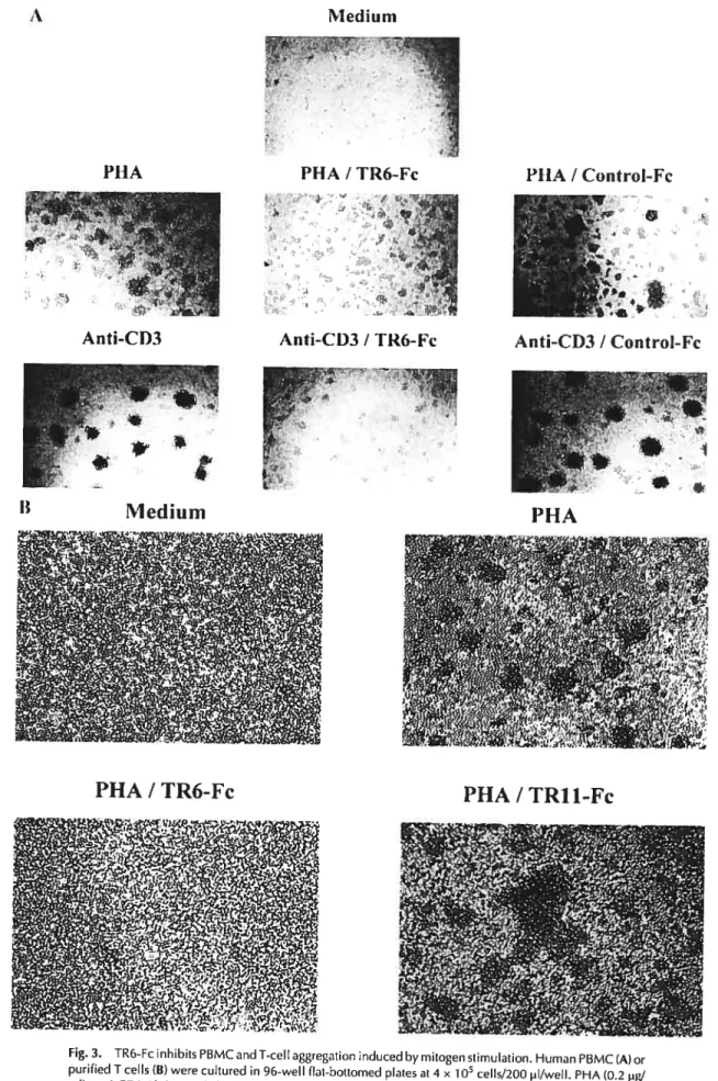 Fig. 3. TR6-Fc inhibits PBMC and T-ceIl aggregation induced by mitogen stimulation. Human PSMC (A) or