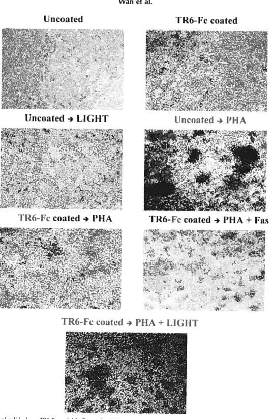 Fig. 4. Effect of solid phase TR6-Fc, soluble Fas and soluble LIGHT on T-cell aggregation