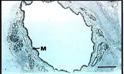 Figure 4: Photomicrograph of airway smooth muscle