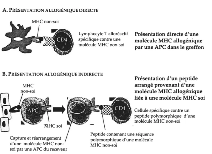 FIGURE 1.2.1. Présentation allogénique directe et indirecte A. PRÉsENTATIoN ALLOGÉNIQUE DIRECTE