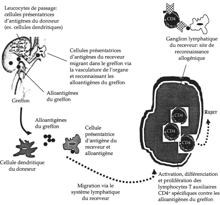 FIGURE 1.2.2. Rôle des cellules présentatrices d’antigènes dans le rejet d’allogreffe