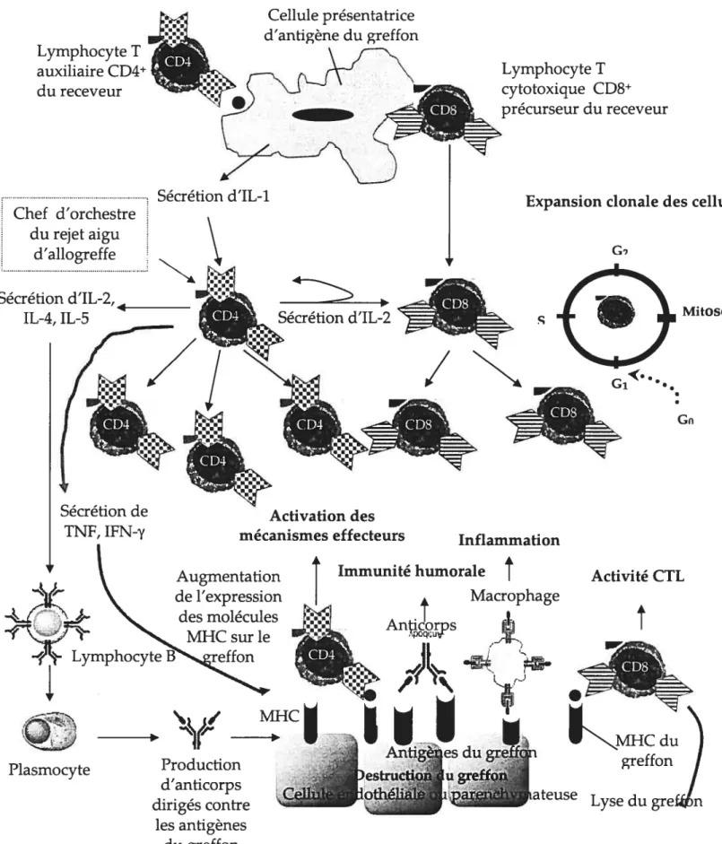FIGURE 1.2.4. Événements cellulaires du rejet aigu d’allogreffe Lymphocyte T auxiliaire CD4 du receveur Cellule présentatrice d’antigène du greffon Lymphocyte T cytotoxique CD8 précurseur du receveur Mitose GnChef d’orchestredu rejet aigud’allogreffeSécrétion d’IL-2,4IL-4, IL-5
