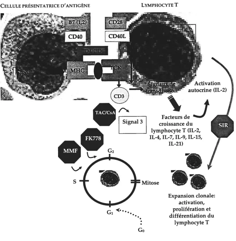 FIGURE 1.3.1. Activation du lymphocyte T