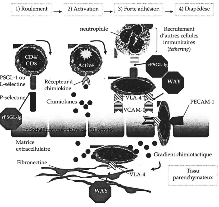 FIGURE 1.3.4.Recrutement des leucocytes dans l’allogreffe