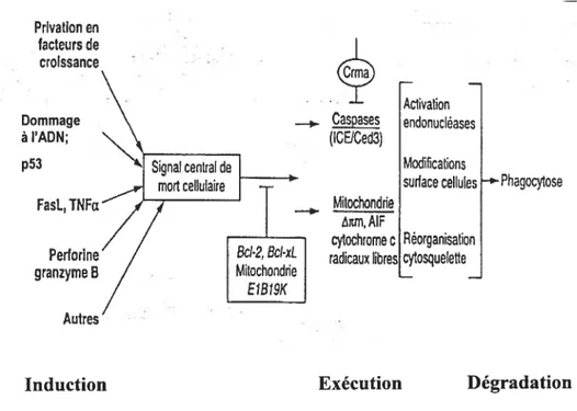 Figure 3 : Modélisation du processus apoptotique (Levy et Seifer-Aknin, 2001)