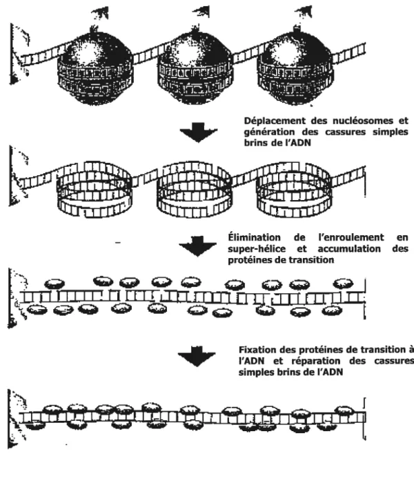 Figure 5: Hypothèse de l’action de la topoisomérase dans l’ADN surenroulé