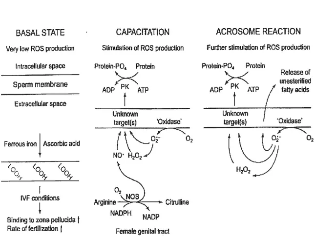 Figure 7: Rôles physiologiques des SOR dans la capacitation des spermatozoïdes et la réaction acrosomiale (de Lamirande, 1997)