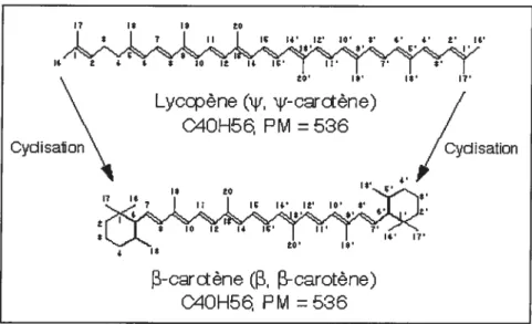 FIGURE 1. Représentation schématique du lycopène, caroténoïde