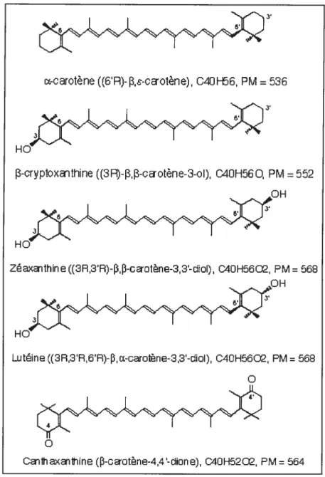 FIGURE 2. Représentation schématique de quelques autres caroténoïdes communément mesurés dans le sang humain.