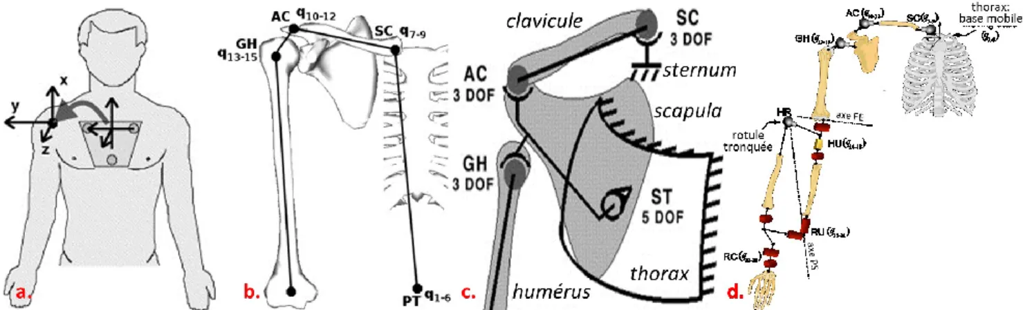 Figure 8 :  Évolution  des  modèles  cinématiques  du  membre  supérieur  depuis  un  système  thorax-humérus (a) 184 , à une chaîne cinématique de tous les segments de l’épaule (b) 182 , avec  ajout  d’une  fermeture  de  boucle  au  niveau  de  l’articul