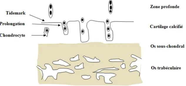 Figure 5: Organisation de la jonction ostéochondrale du cartilage articulaire. La  structure irrégulière de Tidemark pourrait être à l’origine des interactions entre le cartilage  non calcifié et l’os sous-chondral (Adapté de (Tim et al., 2006))