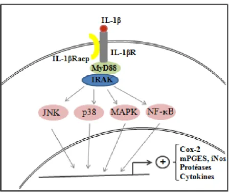 Figure 9: Mécansimes d’action de l’IL-1β au niveau du cartilage arthrosique. La  formation du complexe IL-1β/IL-1βR conduit à la liaison  du corécepteur IL-1βRacp
