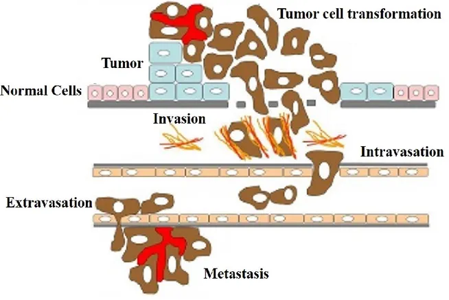 Figure 1. Cancer development and progression 