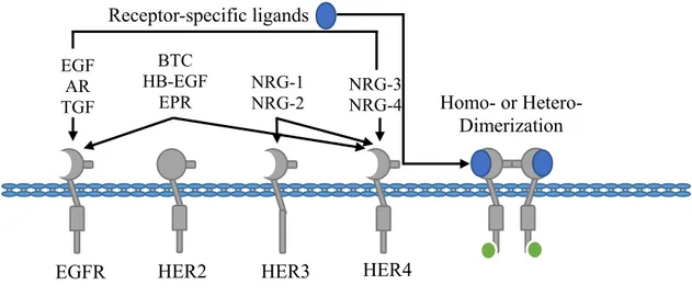 Figure 6. The EGFR family of receptor tyrosine kinases 