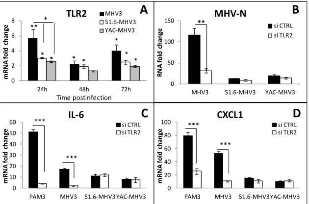 Figure 10. Transcription level of TLR2 in MHV3- 51.6-MHV3 and YAC-MHV3-infected  LSECs  and  its  role  in  viral  replication  and  expression  of  IL-6  and  CXCL1