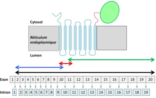 Figure 1.1 : Le gène et la protéine HMGCR. La portion codante du gène de l’HMGCR  s’étend de l’exon 2 à l’exon 20 (flèche noire)