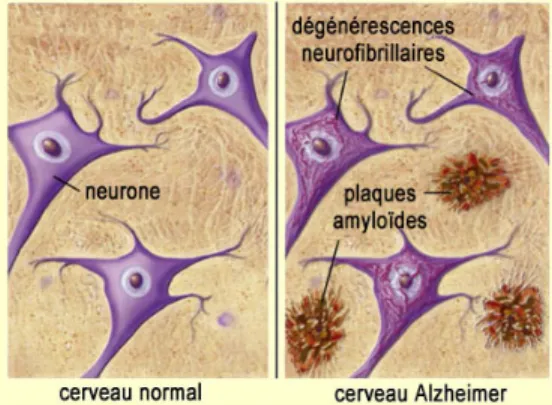 Figure 2.5 : Formation et internalisation des lipoprotéines au SNC. Les différents  constituants de la lipoprotéine sont assemblés dans les cellules gliales (ici un astrocyte)