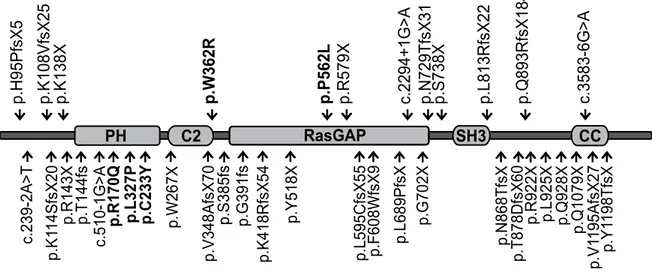 Figure  1:  Exemples  de  mutations  dans  le  gène  SYNGAP1  identifiées  jusqu’à  présent,  chez des patients atteints de déficience intellectuelle non-syndromique