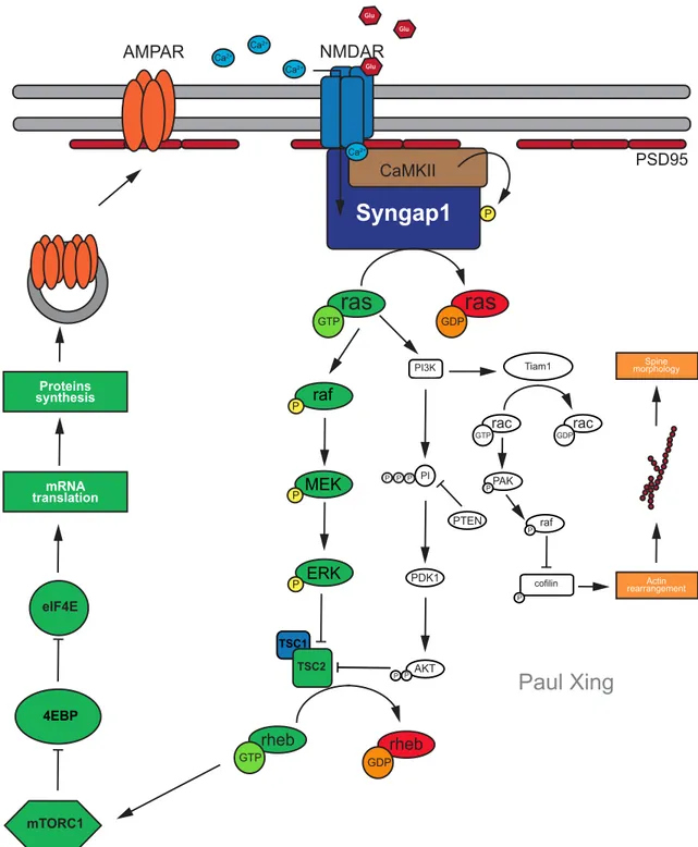 Figure 2: Vocation de SYNGAP1 dans la LTP dépendante des récepteurs NMDA.  