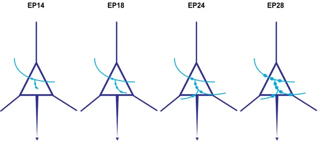 Figure 4: Représentation stéréotypique des processus de formation de l’innervation de la  synapse périsomatique GABAergique