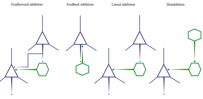 Figure 6: Illustration de possibles intégrations des interneurones GABAergiques au sein  des réseaux neuronaux