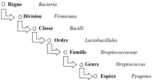 Tableau I : Taxonomie de Streptococcus pyogenes 