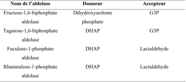 Tableau III : Différentes aldolases dépendantes du DHAP (non exhaustif). 