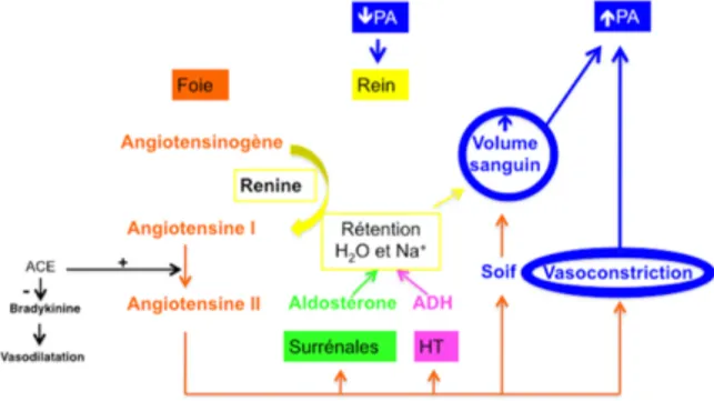 Figure 2: Schéma de la régulation hormonale à long terme via le SRAA 